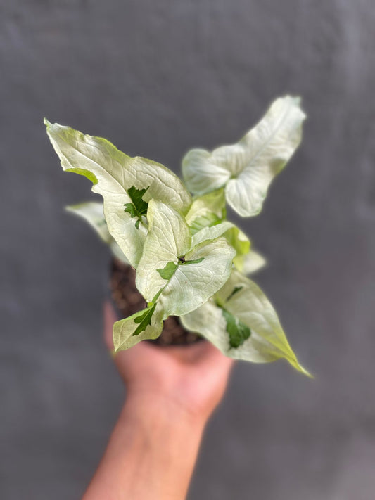 Syngonium Majesty,Syngonium Plant,Syngonium,Syngoniumplants