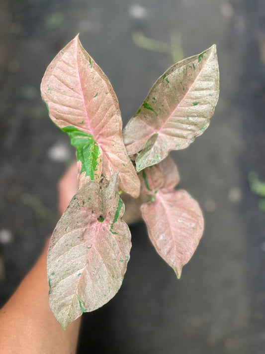 Syngonium pink pastel,syngonium pink,syngonium,syngonium plant,syngonium plants