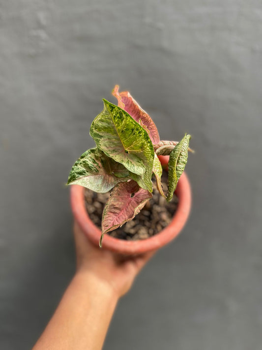 Syngonium pink rolli,syngonium pink,syngonium rare,syngonium plant