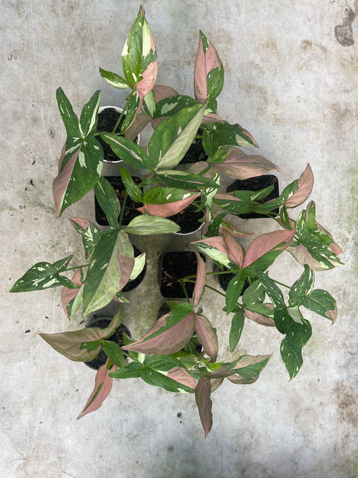 wholesale syngonium,syngonium red spot tricolor,syngonium plants,plant sale,live plants,rare syngonium,indoor plants,outdoor plants,foliage