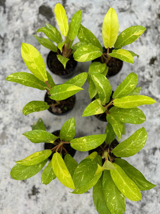 Philodendron Thai sunrise Galaxy,wholesale Philodendron Thai unrise Galaxy,philodendron variegated,rare philodendron,plant sale,live plants