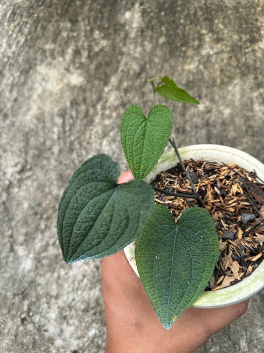 Anthurium Clidemioides, Anthurium plants, anthurium plant, rare anthurium, foliage plants, plant collection