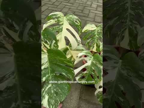 Monstera Deliciosa Marble Variegated