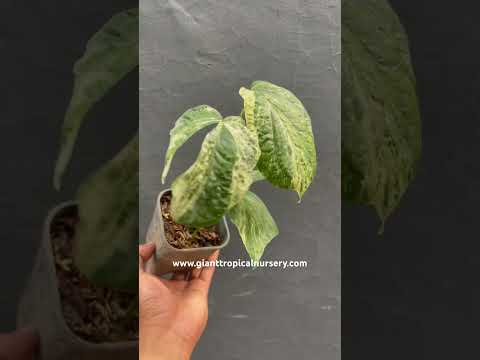 amydrium zippelianum variegated,variegated plants,rare plants,variegated plants