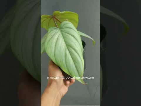 philodendron verrucosum x mayoi,philodendron hybrid,philodendron,rare plants,philodendron mutation